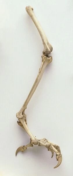 Snowy owl leg bones, femur, knee joint, tibiotarsus, trsometatarsus, toes and sharp talons, side view