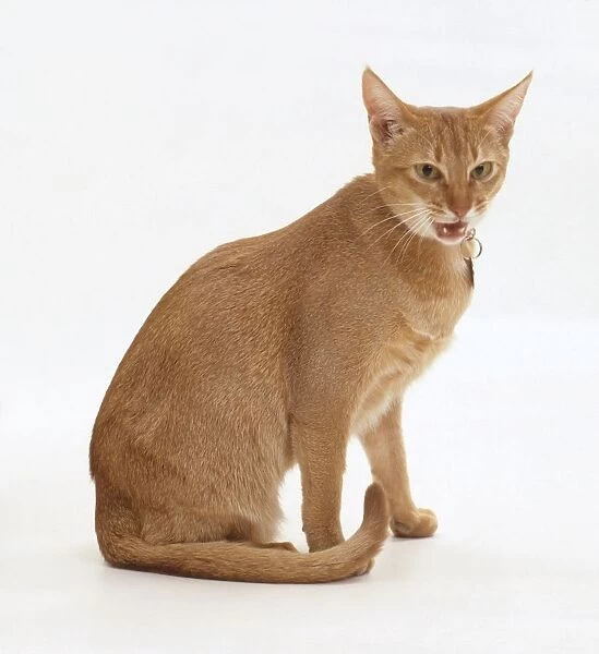 Sorrel Abyssinian cat miaowing