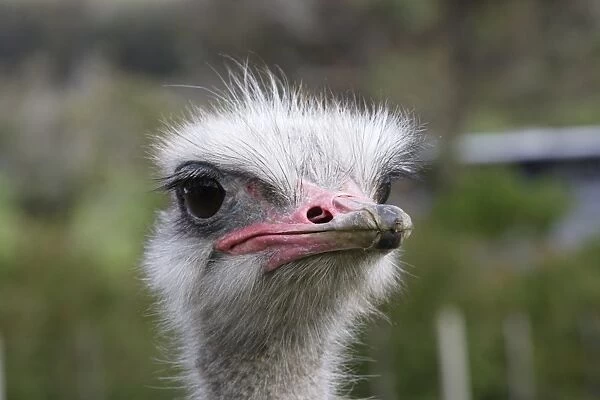 South Africa, Cape Town, Cape of Good Hope, Cape Point Ostrich Farm, ostrich, headshot