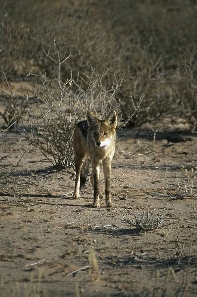 South Africa, Kalahari Gemsbok National Park, Black-backed jackal (Canis mesomelas), front view
