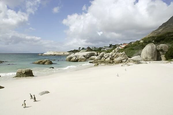 South Africa, Western Cape, Simons Town, African penguins on Boulders Beach