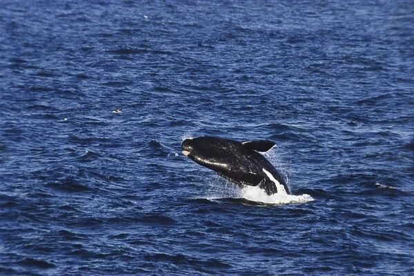 Southern Right Whale breaching the surface of the ocean