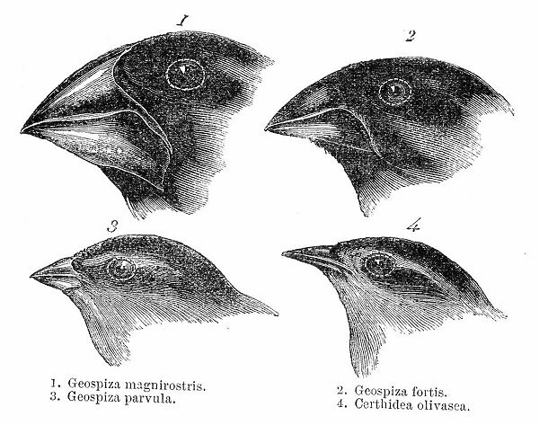 Four or the species of finch observed by Darwin