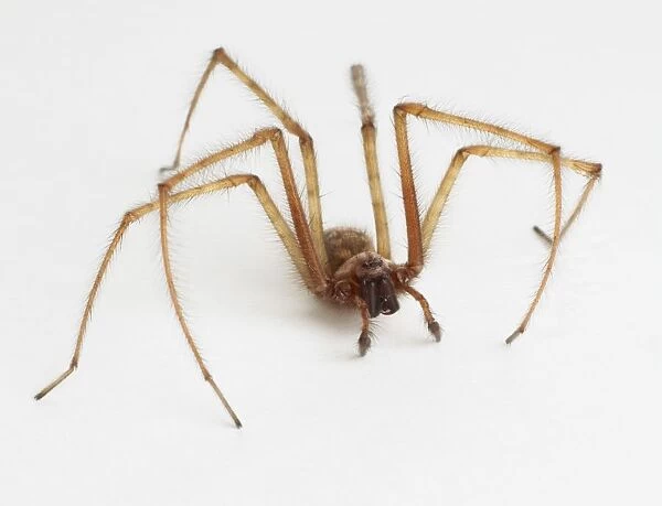 Spider with long, hairy legs