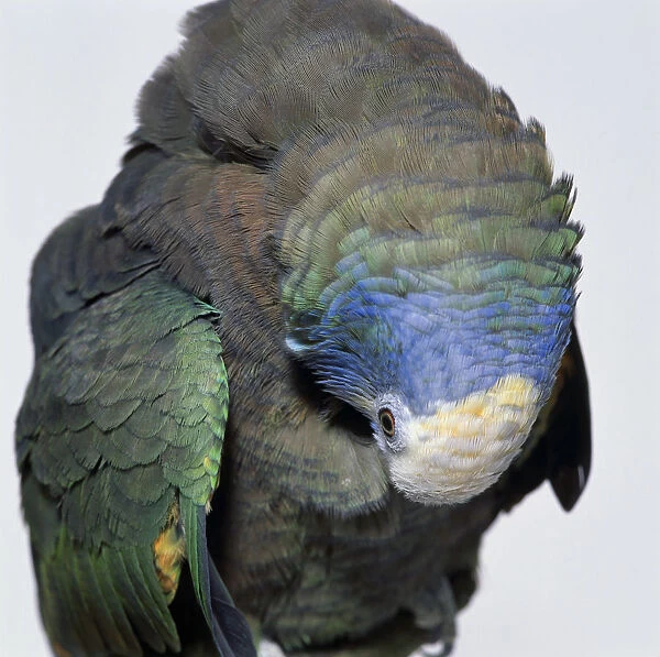 St. Vincent Parrot (Green Phase) preening feathers