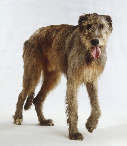 Standing Irish Wolfhound Dog (Canis familiaris), front view