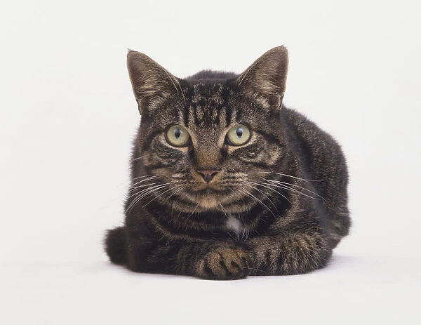 Tabby Cat (Felis silvestris catus) lying on its front, front view