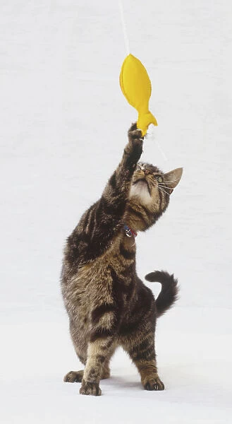 Tabby shorthair Kitten (Felis catus) reaching up with its front paw above its head to touch suspended toy fish, front view