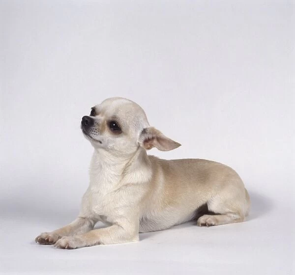 Tan short-haired Chihuahua lying down