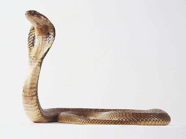 Thai Monoculate Cobra (Naja kaouthia) showing its hood