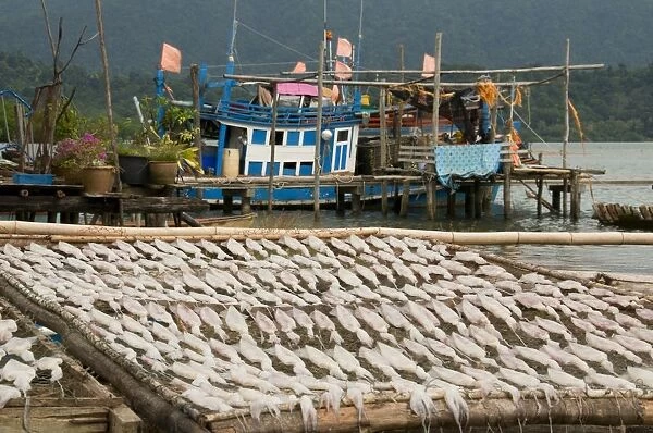 Thailand, Ko Chang, squid laid out for drying at Salak Phet