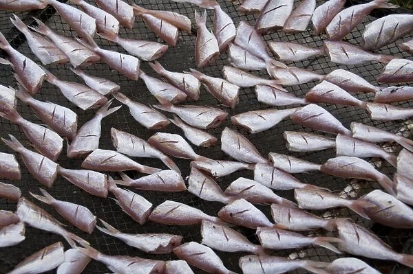 Thailand, Pattaya, Naklua Bay, fish laid out to dry at market