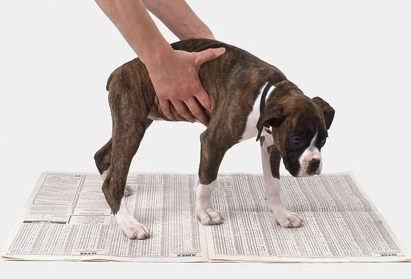 Toilet training a boxer puppy, hands placing dog on newspaper