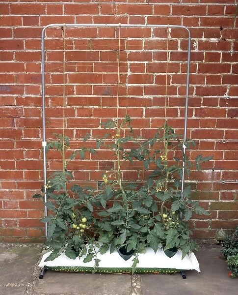 Tomato plants supported by string attached to a metal frame, grown from a growing bag