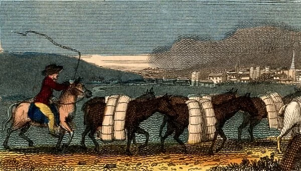 A train of pack horses carrying bolts (lengths) of woollen cloth for sale in the Cloth Hall, Leeds