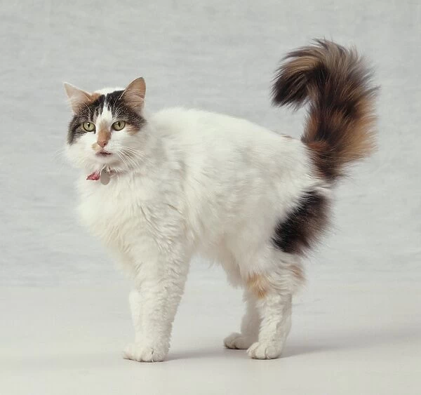 Tri-coloured cat, white body with tabby and ginger markings on head and tail, thick fur, wearing red collar with name tag, bushy tail held high in air, side view