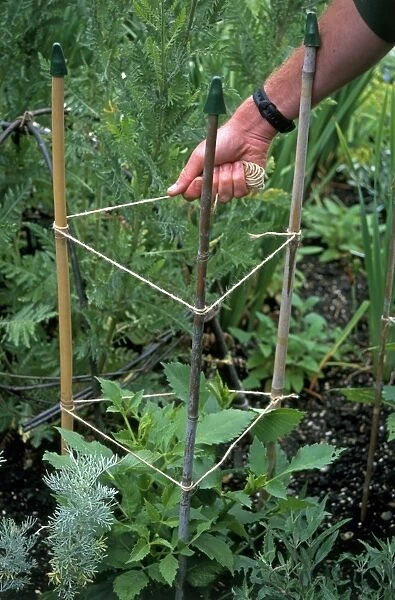 Tying twine around canes to support a perennial plant, close-up