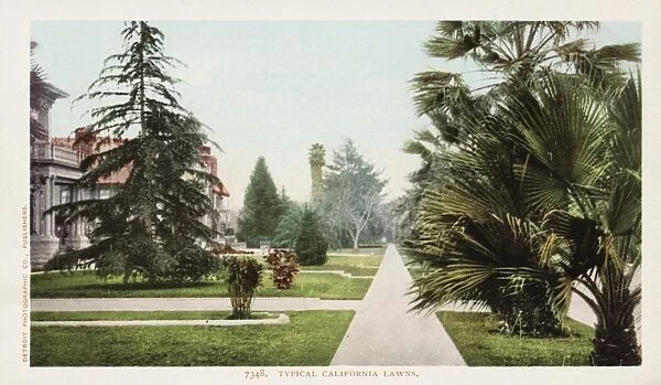 Typical California Lawns Postcard. ca. 1903, Typical California Lawns Postcard