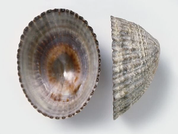 Underside and side view of Golden limpet shell (Nacella deaurata)