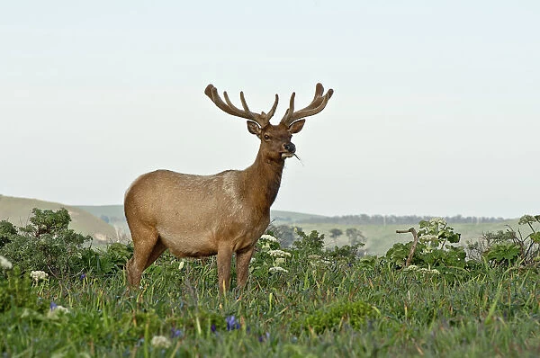 USA, California, Marin County, Point Reyes National Seashore, male Tule Elk at Tomales Point