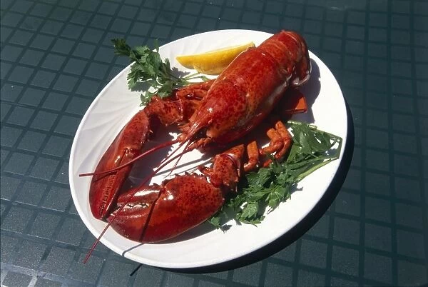 USA, Massachusetts, Boston, Jimbos Seafood, freshly cooked lobster