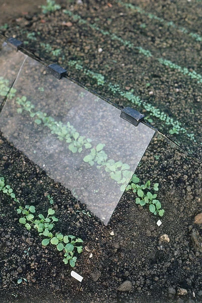 Vegetables growing under a glass-tent cloche to protect crops against cold, frost