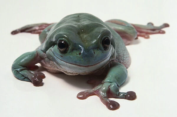 Front view of Australian Tree Frog