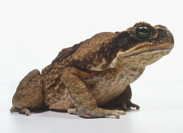 Side view of a captive Marine Toad (Bufo marinus) showing bony ridge on nose, distinct visor over each eye, very large parotid glands, love to reddish brown skin, brown-speckled underside, no webbing on front toes