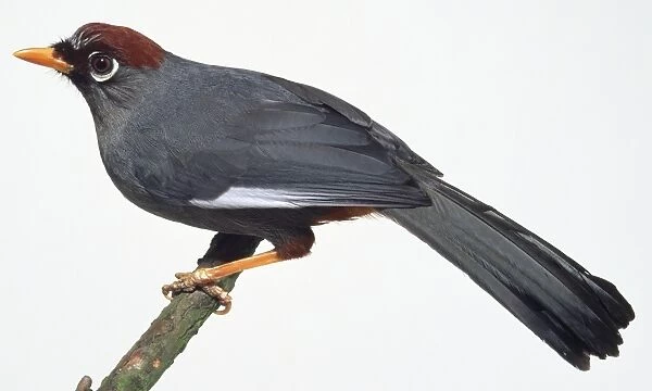 Side view of a Chestnut-Capped Babbler, perching on a moss-covered branch, leaning forwards with head in profile