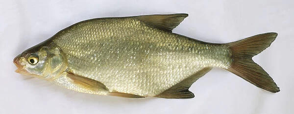Side view of a dead bream with large eyes brown grey scales and light white underbelly