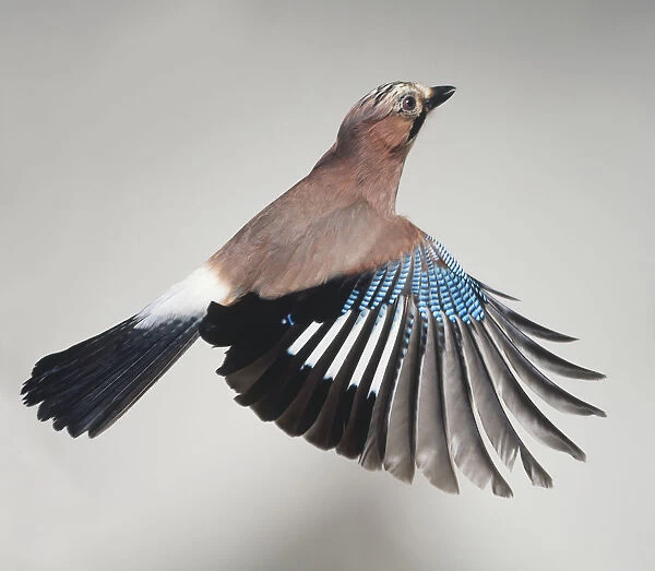 Side view of a Eurasian Jay in flight, with wings spread out showing the barred, blue wing patch and white rump revealed when in flight