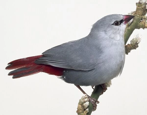 Side front view of a Lavender Waxbill, perching on a narrow branch with buds on it, with head in profile and showing red tail feathers