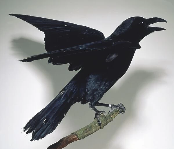 Side view of a Raven perching on a branch with wings slightly lifted and the bill open