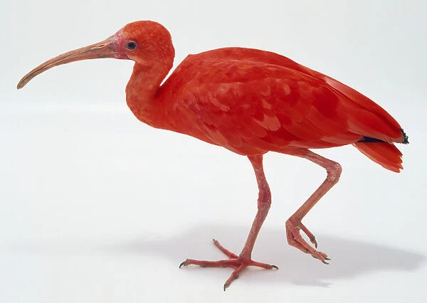 Side view of a Scarlet Ibis, walking, and displaying its long, thin, curved bill used in probing for food