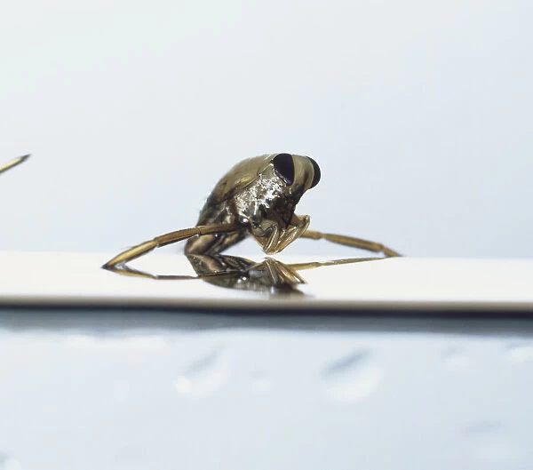 Front view of Water Boatman (Corixidae)