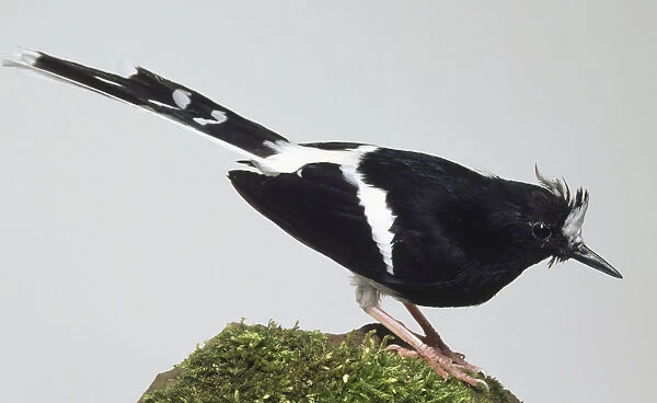 Side view of a White-Crowned Forktail standing on a moss-covered rock. The bird is leaning forwards, with its head in profile, and showing the plumage on its back, forked tail, thin legs and feet