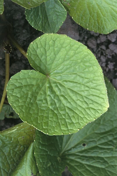 Wasabia japonica (Wasabi), leaves, close-up
