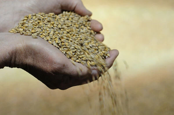 Wheat grains pouring from womans hands, close-up