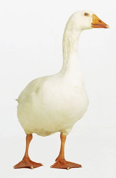 White goose (Anseriformes) standing