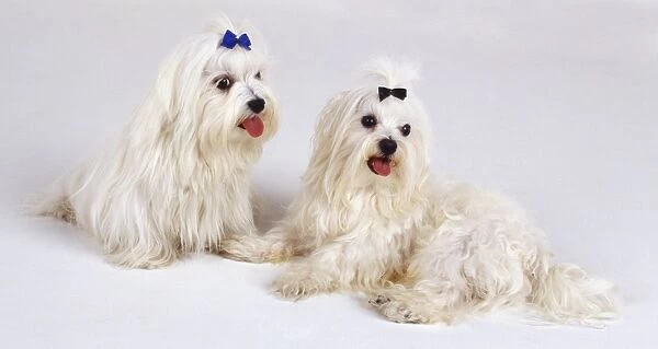Two white Terriers with bows on their heads, sitting looking left