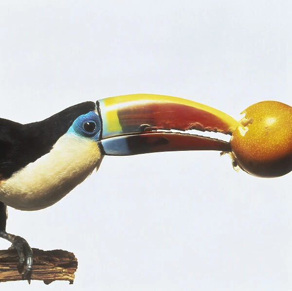 White-throated toucan (Ramphastos tucanus) biting into passion fruit