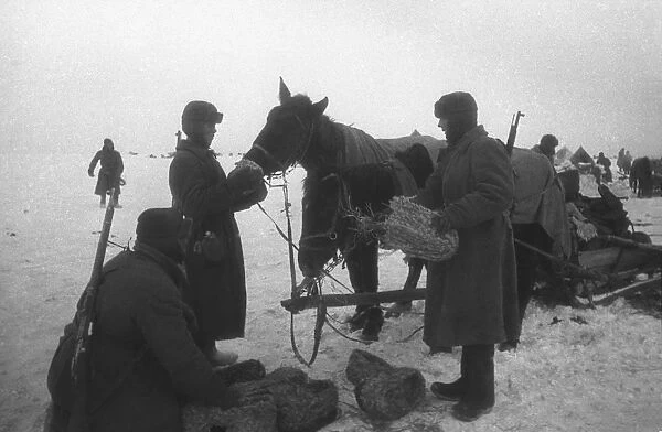 World war 2, battle of stalingrad, red army soldiers stopping to feed their horses captured german boots, 1942