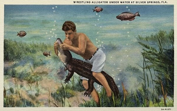 Wrestling an Alligator Underwater. ca. 1935, Silver Springs, Florida, USA, WRESTLING ALLIGATOR UNDER WATER AT SILVER SPRINGS, FLA. FLORIDAs INTERNATIONAL ATTRACTION, SEE SILVER SPRINGS, Natures Underwater Fairyland. Largest flowing springsi n the world, over 750 million gallons daily. Electric driven glass bottom boats. Greatest depth 80 feet. Temperature of water 72 degrees winter and summer. Shown from sunrise to sunset, in all weather, every day in the year