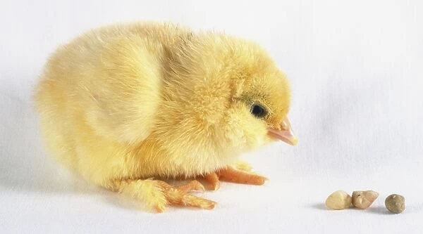A yellow chick (Gallus gallus) covered in soft down looking at some grains of corn, side view
