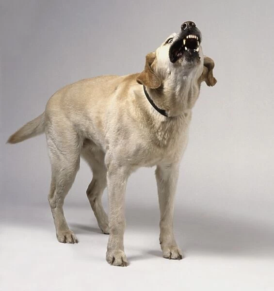 Yellow Labrador Retriever barking