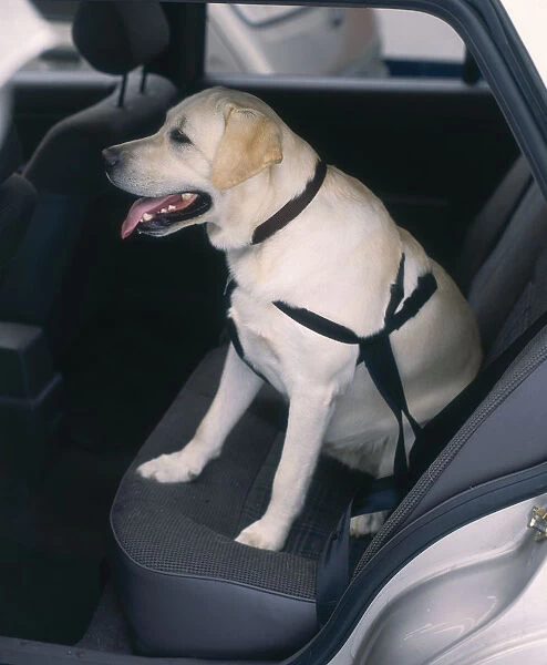 Yellow Labrador Retriever sitting in back of car wearing pet seatbelt
