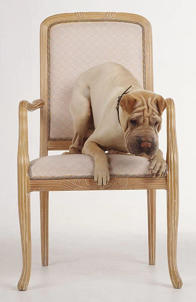 A yellowish-brown Shar Pei with its wrinkled brow and muzzle crouches on the edge of a chair