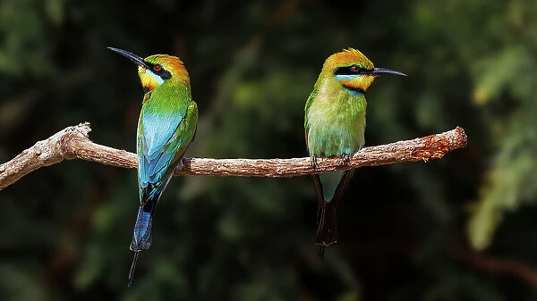 Two Rainbow Bee-eaters perched on a tree branch