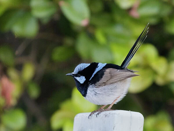 A Superb Fairy Wren resting on a post in Roma, South West Queensland, Australia