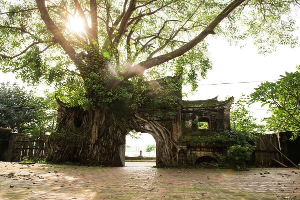 Ancient Gate Cover by Banyan Tree